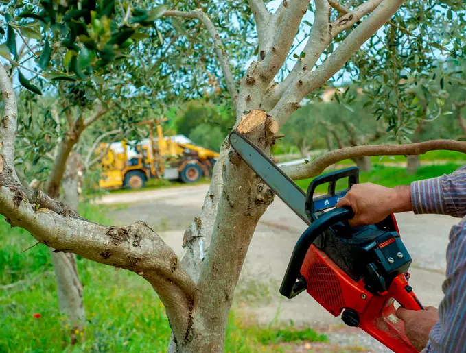 Excellent Tree Trimming Palmer TX