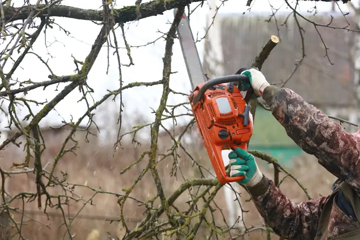 Quality Tree Trimming Palmer TX