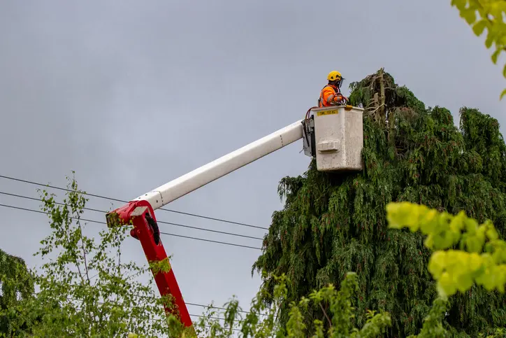 Top-rated Tree Trimming Palmer TX